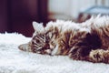 Adorable sleeping cat. Grey kitty takes a nap. Animal sleep, animal nap. Cute animals. The cat is lying on white fluffy blanket. Royalty Free Stock Photo