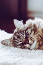 Adorable sleeping cat. Grey kitty takes a nap. Animal sleep, animal nap. Cute animals. The Persian cat is lying on white fluffy Royalty Free Stock Photo