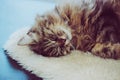 Adorable sleeping cat. Grey kitty takes a nap. The cat is lying on white fluffy blanket. Cuteness, innocence concept. Animal sleep Royalty Free Stock Photo