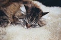 Adorable sleeping grey cat. Grey kitty takes a nap. The cat is lying on white fluffy blanket. Empty space for text, place for text Royalty Free Stock Photo