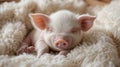 Adorable Sleeping Piglet on Fluffy White Blanket Royalty Free Stock Photo