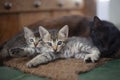 Adorable Sleepy Kittens with Mother Cat