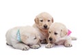 Adorable sleepy labrador puppies on white background Royalty Free Stock Photo