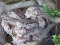 Adorable sleepy owls