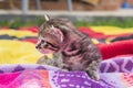 Adorable and sleepy tabby kitten