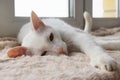 Adorable sleepy white cat with green eyes is resting on a pink blanket near to the window.
