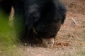 Adorable Sloth bear grazing, beautiful background. Royalty Free Stock Photo