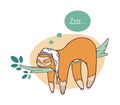 Adorable sloth sleeping on branch. Lazy wild jungle animal taking nap or dozing on rainforest tree. Funny cartoon