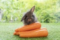 Adorable small baby brown black rabbit bunny sitting with front orange pile fresh carrot on green grass on bokeh nature background Royalty Free Stock Photo