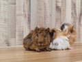 Adorable small baby guinea pig friends