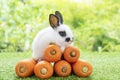 Adorable small baby white black rabbit bunny sitting with front orange pile fresh carrot on green grass on bokeh nature background Royalty Free Stock Photo