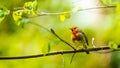 a small bird with a bright orange breast sits on a branch