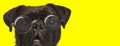 Adorable small boxer dog wearing glasses and opening mouth