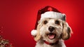 Adorable small breed dog wearing festive Santa hat, smiling happily with its tongue sticking out