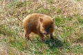 Adorable small brown piglet in a field Royalty Free Stock Photo