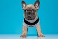 Adorable small bully wearing costume and looking to side Royalty Free Stock Photo