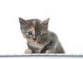 Adorable tortie kitten at computer keyboard isolated Royalty Free Stock Photo