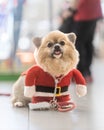 Adorable small dog dressed in a festive Santa costume Royalty Free Stock Photo