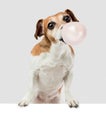 Adorable small dog chewing bubble gum. Grey and white banner poster board