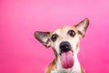 Adorable small dog with long tongue. Jack Russell terrier funny portrait. bully face. Pink background. Cool poster