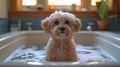 Adorable small dog sitting in a bathtub with a pensive expression