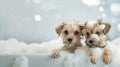 Adorable small dogs having fun in a bubbly bathtub, showcasing their playful nature Royalty Free Stock Photo