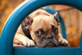 Adorable small French Bulldog dog with sad eyes lying on colorful blue bench with blurry orange autumn leaves in backgr Royalty Free Stock Photo