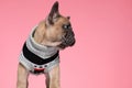 Adorable small french bulldog wearing costume and looking to side