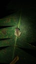 Adorable, small frog sitting on a bright green leaf against a black background Royalty Free Stock Photo