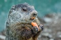 Adorable small funny young groundhog holds a carrot with both hands Royalty Free Stock Photo