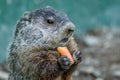 Adorable small funny young groundhog holds a carrot with both hands Royalty Free Stock Photo