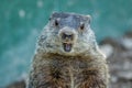Adorable small funny young groundhog closeup faces front with mouth open