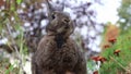 Adorable small Gray rabbit in garden cleans face with paws twitches nose then turns to face camera