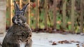 Small gray and white rabbit standing left twitching nose moving mouth warm autumn colors