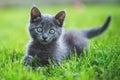 Adorable small kitten on the garden grass. British blue cat