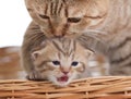 Adorable small kitten with mother cat in basket