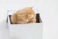 adorable, small kitten stuck in a gift box, cuddly animal sweet Royalty Free Stock Photo