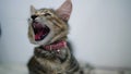 Adorable small kitten yawning Royalty Free Stock Photo