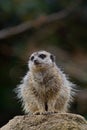 Adorable small meerkat perched on top of a rocky outcrop, looking outwards