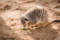 Adorable small meerkat (Suricata suricatta) happily playing with a colorful plastic toy