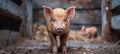 Adorable small piglet in a charming farmyard, exuding delightful and endearing charm