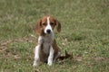 Adorable, small puppy sitting in lush green grass.