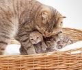 Adorable small scottish kitten in wicker basket Royalty Free Stock Photo