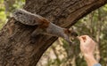 Squirrel eating seeds from man`s hand Royalty Free Stock Photo