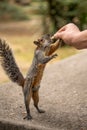 squirrel treats itself with nuts from human hands Royalty Free Stock Photo