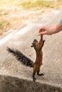 Squirrel eating seeds from man`s hand Royalty Free Stock Photo