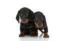 Adorable small teckel dachshund dogs looking to side Royalty Free Stock Photo