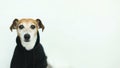 Adorable small white dog in black hoody. Dog clothes. Smiling and looking to cam. Video footage.