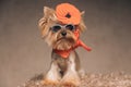 Adorable small yorkshire terrier dog with sweet accessories sitting