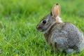 Small young Eastern Cottontail Rabbit in green grass with soft dappled sunlight Royalty Free Stock Photo